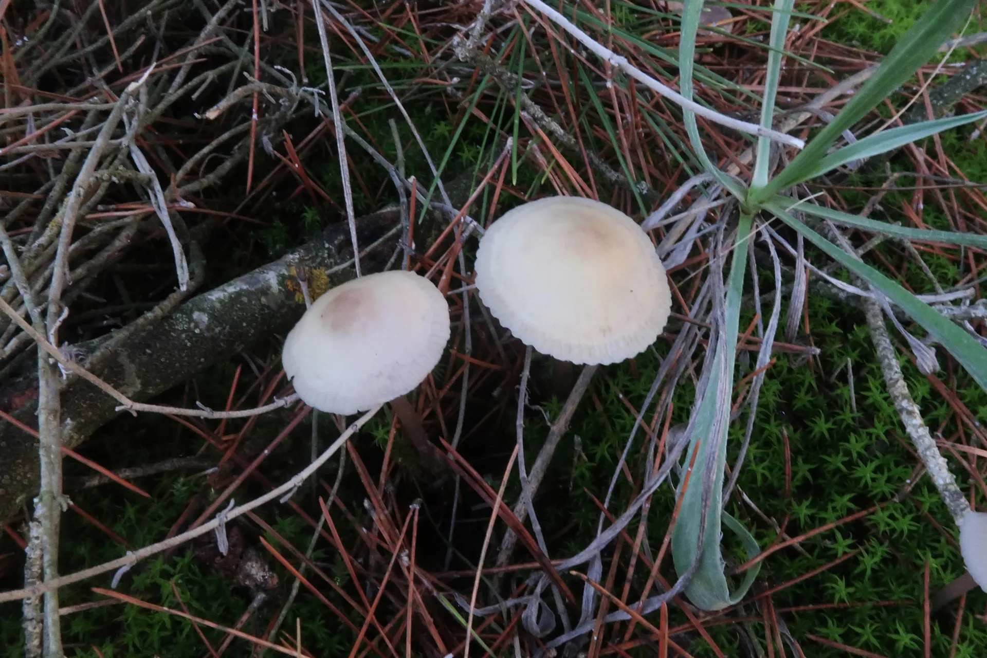 Mycena pearsoniana - 1 - IMG_6062